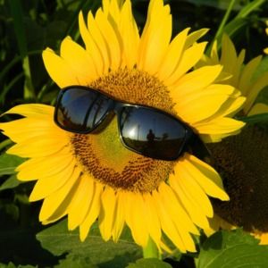 Meet your Posher, Style